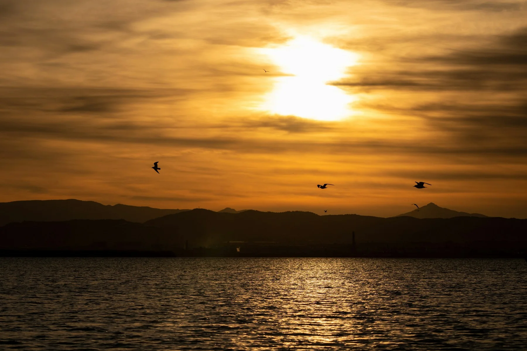 Birds above l’Albufera lagoon at sunset